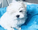 Собаки в Новосибирске: Мальтийская болонка Мальчик, Бесплатно - фото 5