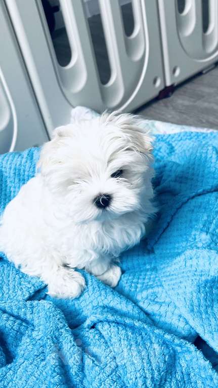 Собаки в Новосибирске: Мальтийская болонка Мальчик, Бесплатно - фото 5