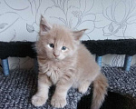 Кошки в Новосибирске: Котята мейн-кун Мальчик, 10 000 руб. - фото 2
