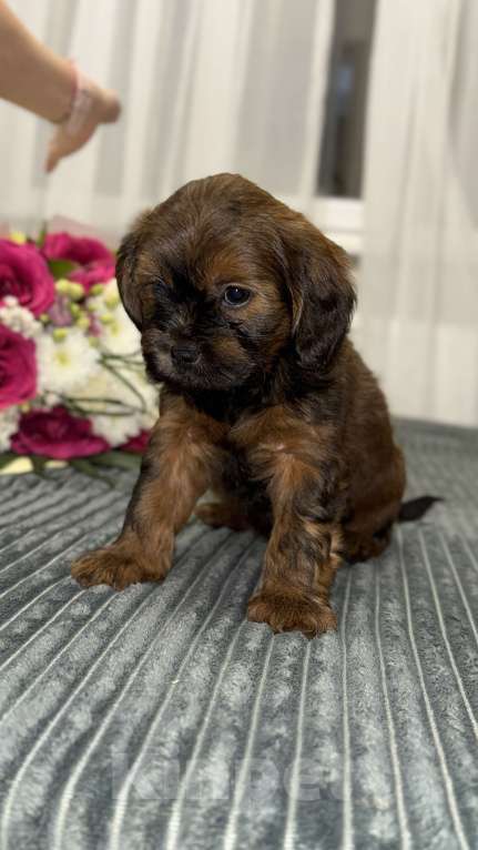 Собаки в других городах Воронежской области: Щенки мальтипу Мальчик, Бесплатно - фото 2