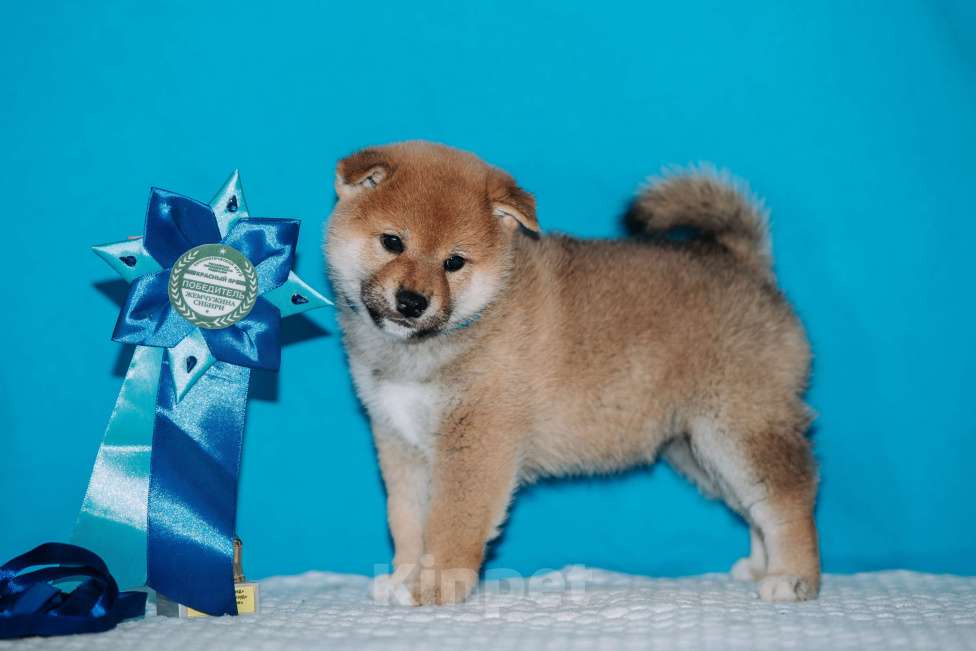 Собаки в Красноярске: Сиба-ину, щенок Мальчик, 60 000 руб. - фото 6