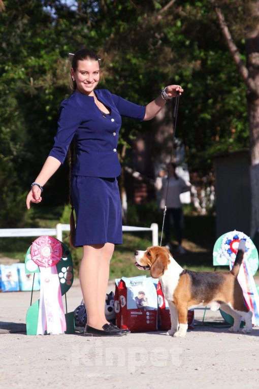 Собаки в Краснодаре: Вязка Мальчик, 30 000 руб. - фото 3