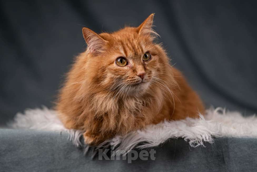 Кошки в Клине: Шуня — тихая кошечка Девочка, Бесплатно - фото 7