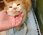 Кошки в Санкт-Петербурге: Отдам в добрые руки найденного кота Мальчик, Бесплатно - фото 3