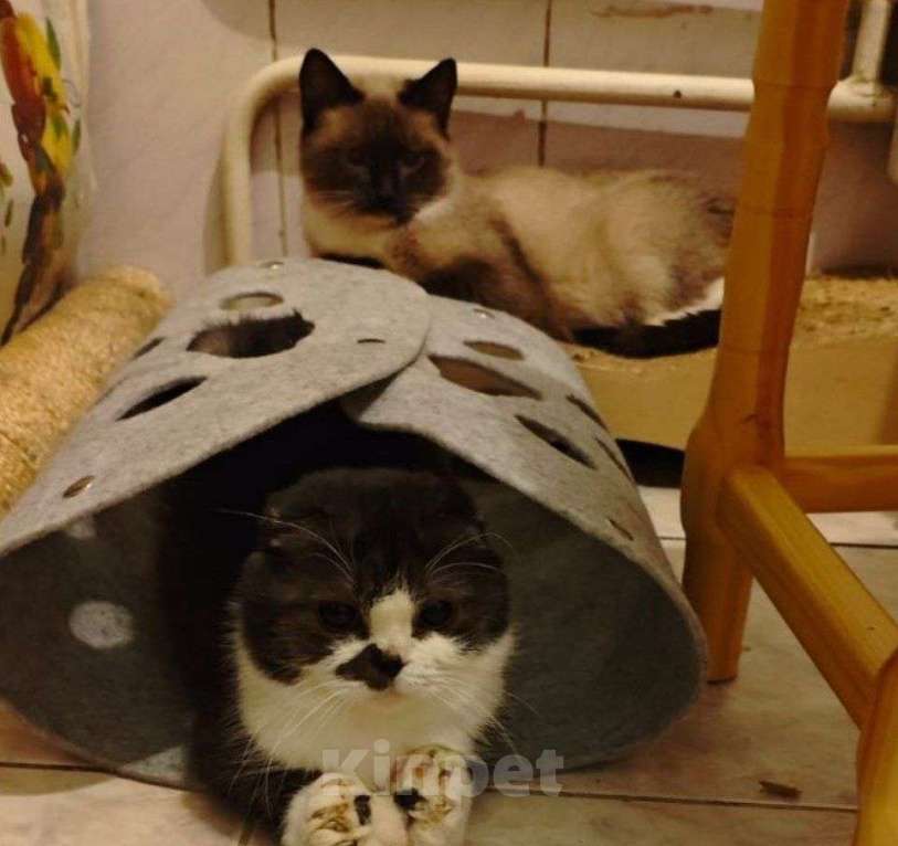 Кошки в Москве: Особенная кошечка шотландка на дожитие Девочка, 50 руб. - фото 2