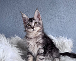 Кошки в Кудрово: Мейн-Кун котенок мальчик Мальчик, Бесплатно - фото 3