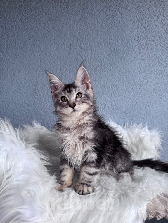 Кошки в Кудрово: Мейн-Кун котенок мальчик Мальчик, Бесплатно - фото 3