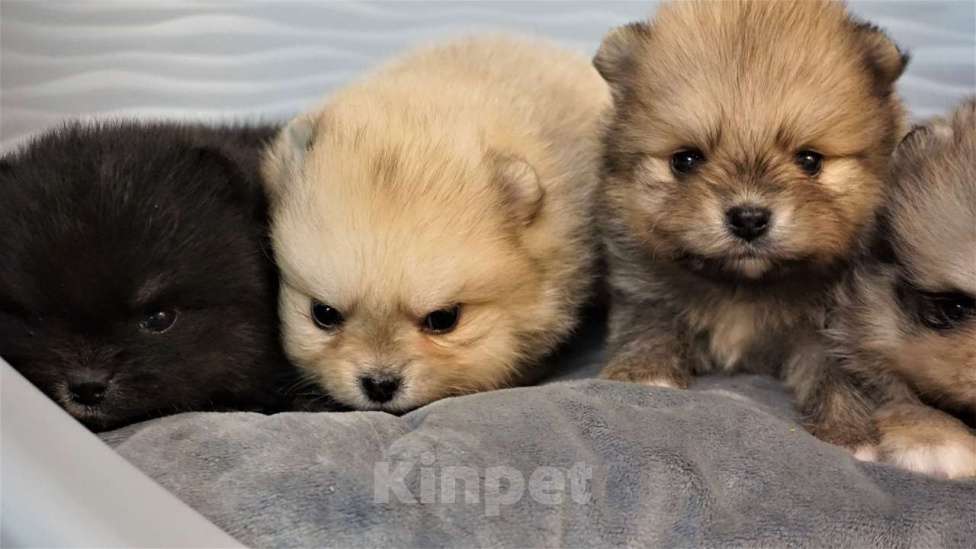 Собаки в Архангельске: щенки шпица Мальчик, Бесплатно - фото 3