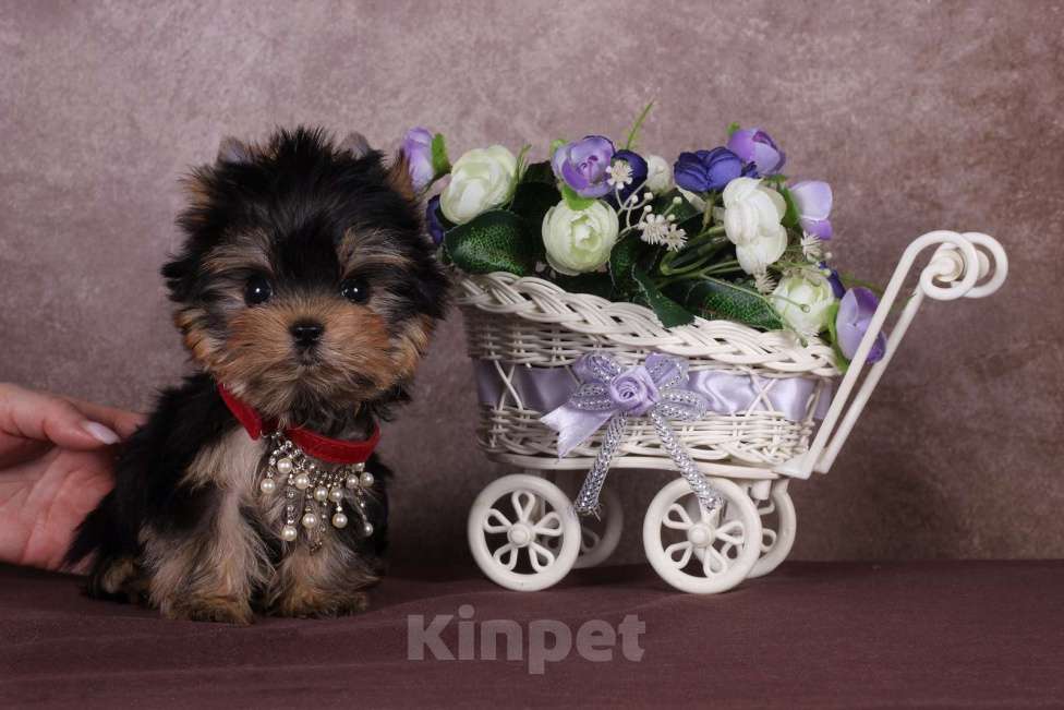 Собаки в Москве: Йоркширский терьер, курносая мини красотка Юджиния Девочка, 120 000 руб. - фото 2