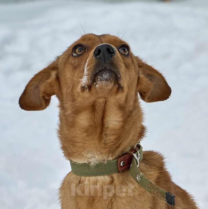 Собаки в Москве: Рыжее солнышко ВИНКИ ищет семью Девочка, 10 руб. - фото 3