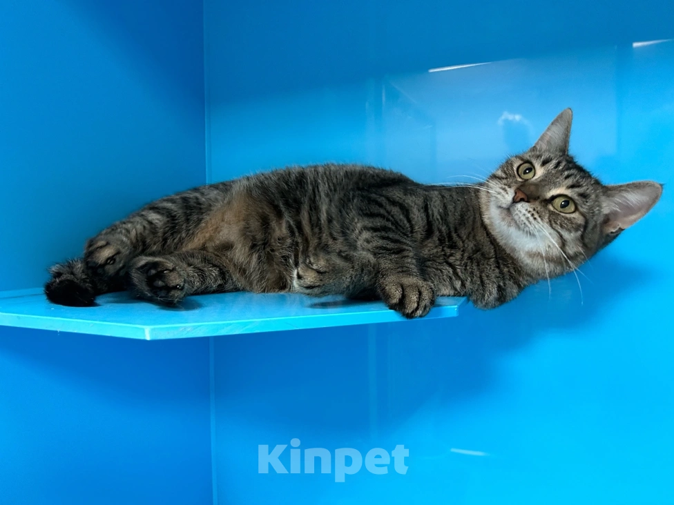 Кошки в Москве: Ласковая девочка отчаянно жаждет внимания Девочка, Бесплатно - фото 3