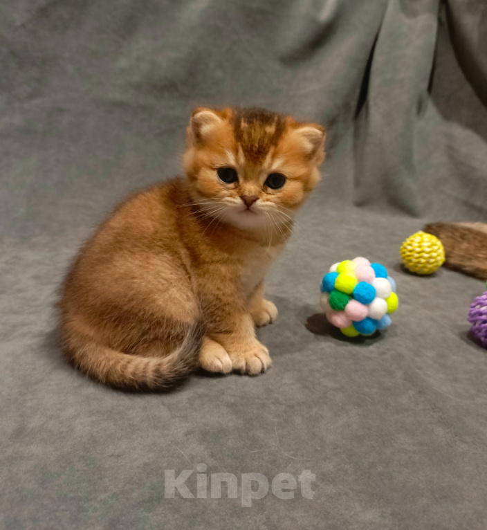 Кошки в Владимире: Шотландский прямоухий котёнок Мальчик, 45 000 руб. - фото 3