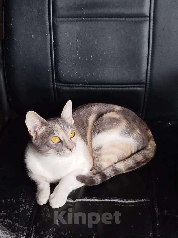 Кошки в Москве: Ласковая девочка в добрые руки Девочка, Бесплатно - фото 3