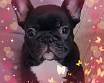 Собаки в Владивостоке: Очаровательная девочка французского бульдога Девочка, 75 000 руб. - фото 10