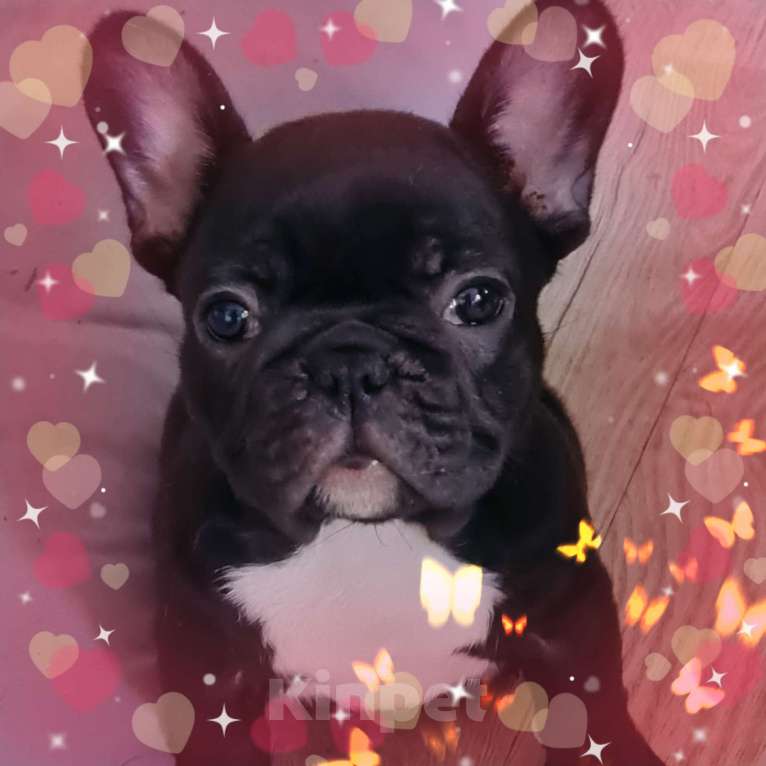 Собаки в Владивостоке: Очаровательная девочка французского бульдога Девочка, 75 000 руб. - фото 10