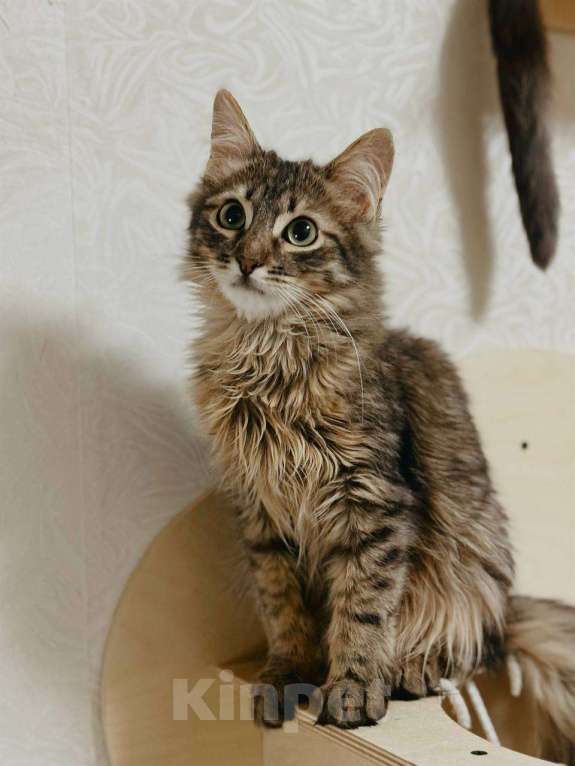 Кошки в Балашихе: Абсент. Пушистый котенок в поиске семьи Мальчик, Бесплатно - фото 5