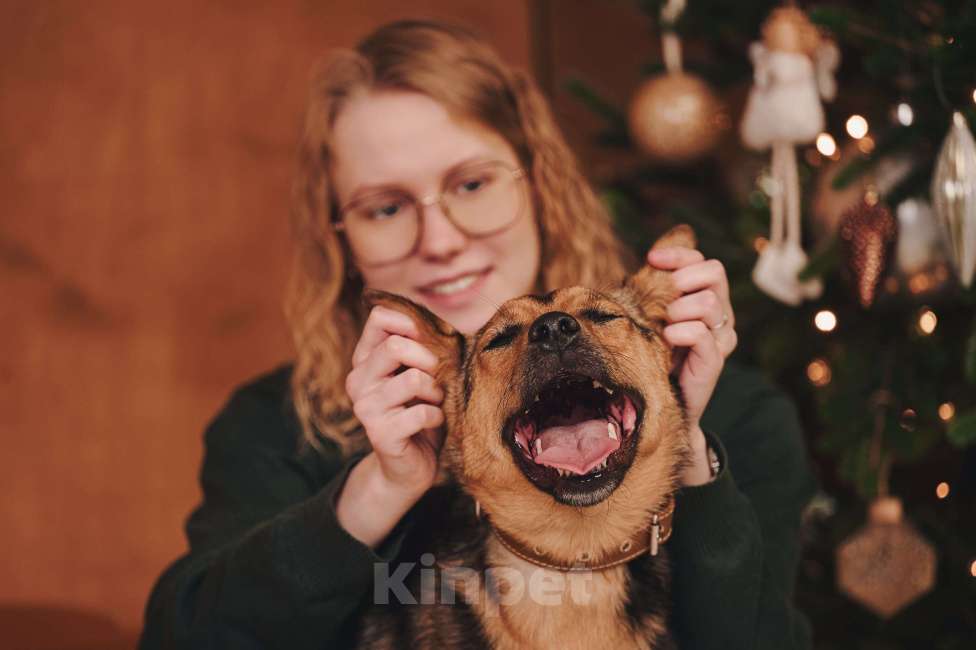 Собаки в Москве: Липка верит в чудо и ищет тех, кому сможет отдавать свою безграничную любовь! Девочка, Бесплатно - фото 6