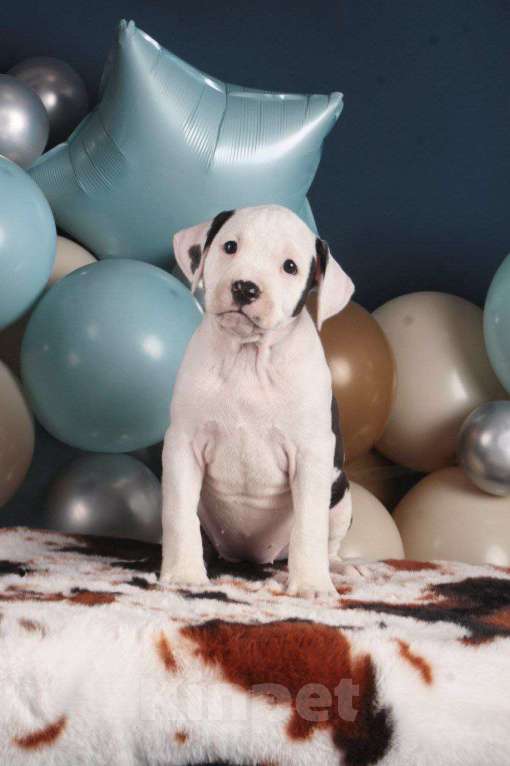 Собаки в Барнауле: Продам щенков АСТ Девочка, Бесплатно - фото 5