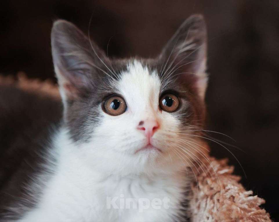 Кошки в Москве: Котенок Максик ищет дом  Мальчик, Бесплатно - фото 3