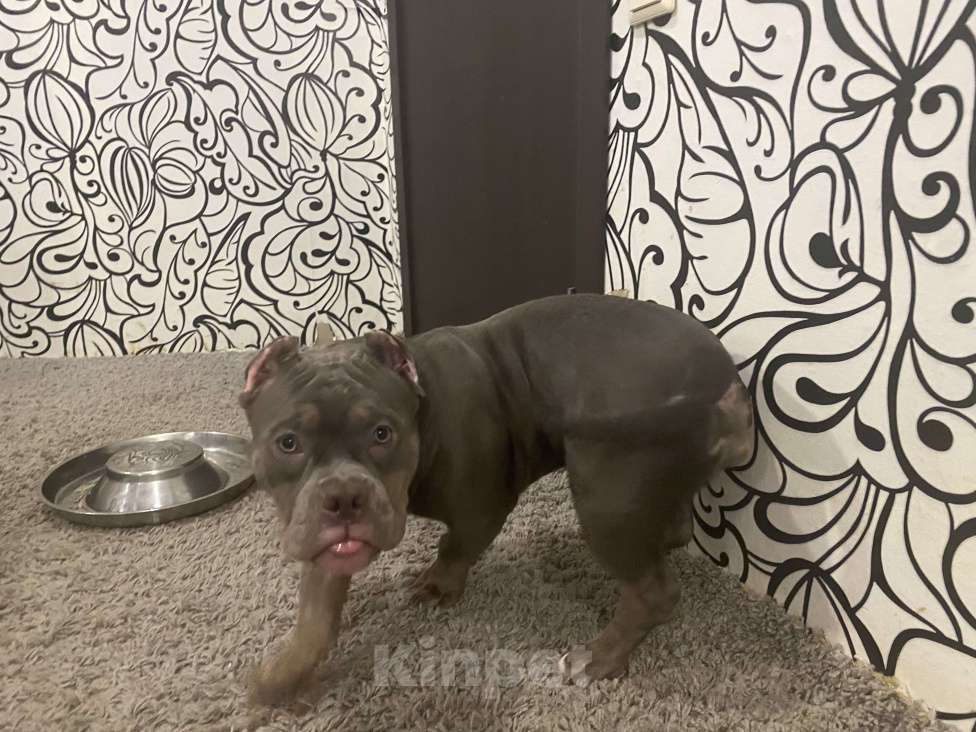 Собаки в Москве: девочка американского булли Девочка, Бесплатно - фото 5