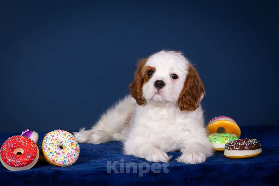 Собаки в Королеве: Кавалер Кинг Чарльз Спаниель девочка  Девочка, 60 000 руб. - фото 4