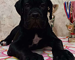 Собаки в Первоуральске: Продам щенков кане корсо Девочка, 45 000 руб. - фото 2