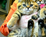 Кошки в Ливны: Неземной Красоты Котята Тигрята Шотландские, 15 000 руб. - фото 2