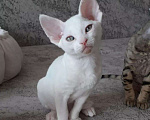 Кошки в Петрове Валу: Девон-рекс, 30 000 руб. - фото 5