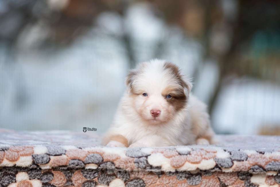 Собаки в Москве: Австралийская овчарка, щенок Мальчик, 120 000 руб. - фото 7