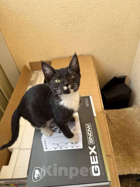 Кошки в других городах Московской области: Ищу хозяина милой кошечке Девочка, Бесплатно - фото 2