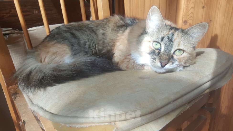 Кошки в Москве: Маленькая трёхцветная кошка Сильва, 2 года, стерилизована и привита. Девочка, Бесплатно - фото 2