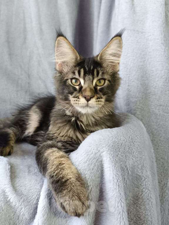 Кошки в Анапе: Мальчик Мейн-кун Мальчик, 45 000 руб. - фото 2