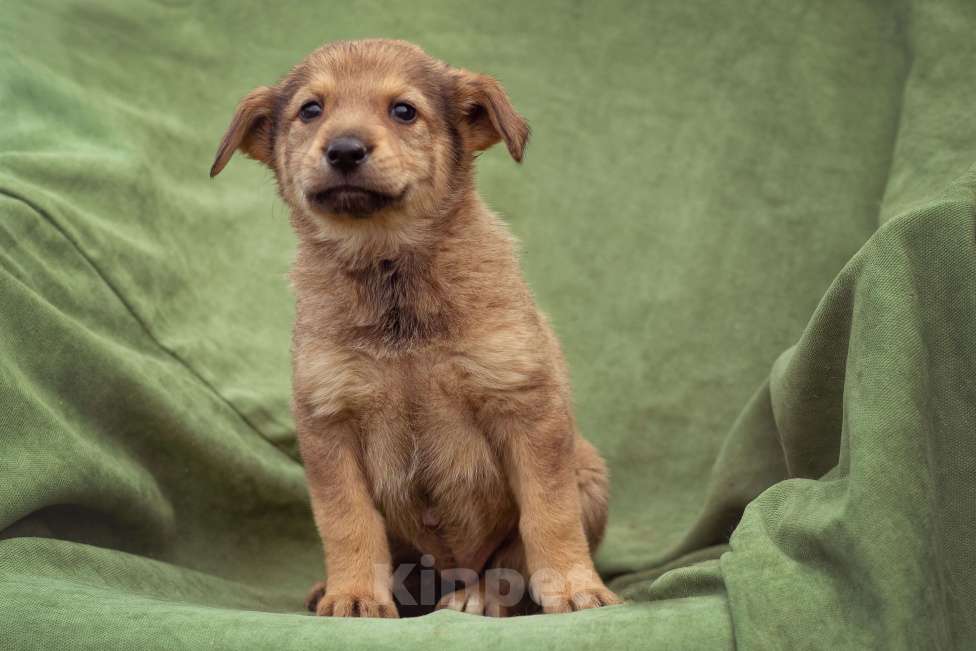 Собаки в Москве: щенок Верба ищет семью Девочка, Бесплатно - фото 4
