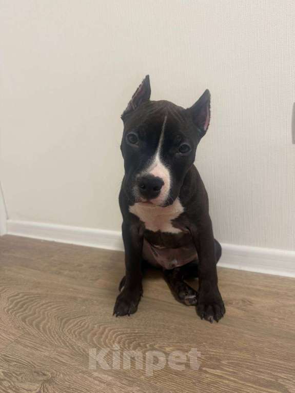 Собаки в Москве: Щенок Американский Стаффордширский терьер Мальчик, 30 000 руб. - фото 1