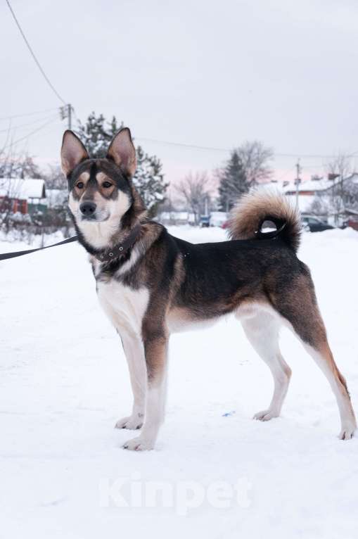Собаки в Ногинске: Внимание: найден источник бесконечной энергии! Зовут Джои. Нужен добрый и терпеливый диспетчер! Мальчик, Бесплатно - фото 3