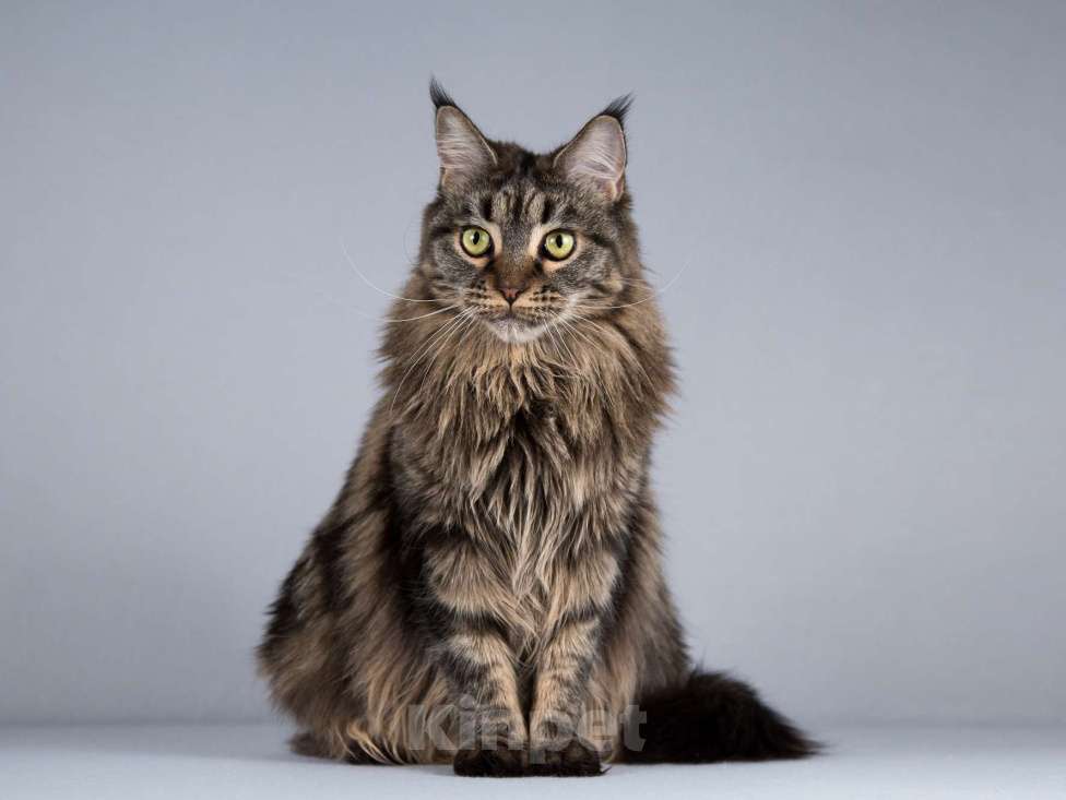 Кошки в Москве: Роскошная кошка мейнкун Мурлыка в добрые руки Девочка, Бесплатно - фото 5