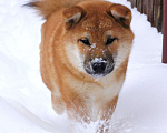 Собаки в Истре: Очаровательный щенок сиба ину Мальчик, 70 000 руб. - фото 1