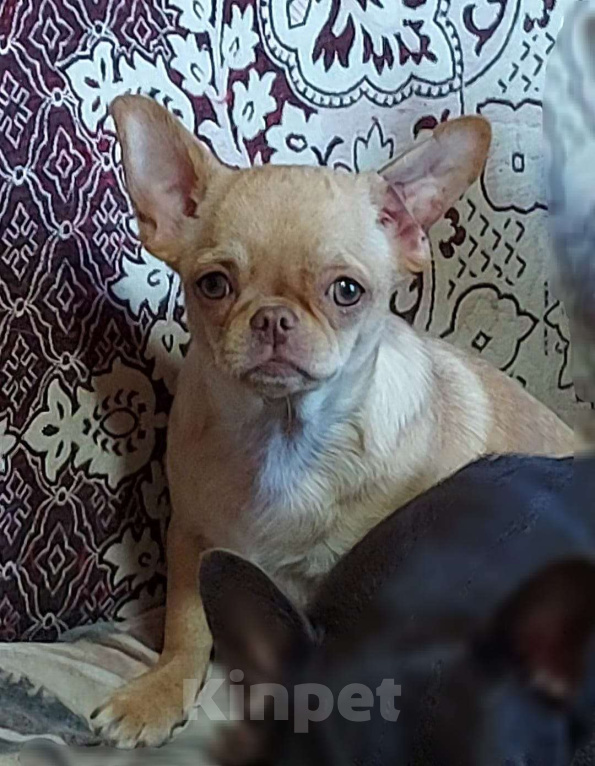 Собаки в Новосибирске: Девочка Чихуахуа  Девочка, Бесплатно - фото 2