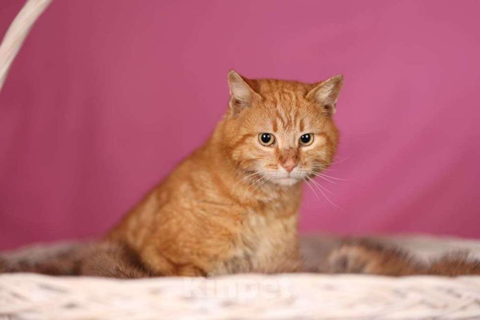 Кошки в Москве: Хотите личного кота-мема? Мальчик, Бесплатно - фото 8