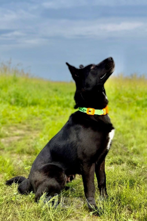 Собаки в Москве: СНЕЖА. Очень ориентирована на человека. Девочка, 1 руб. - фото 4