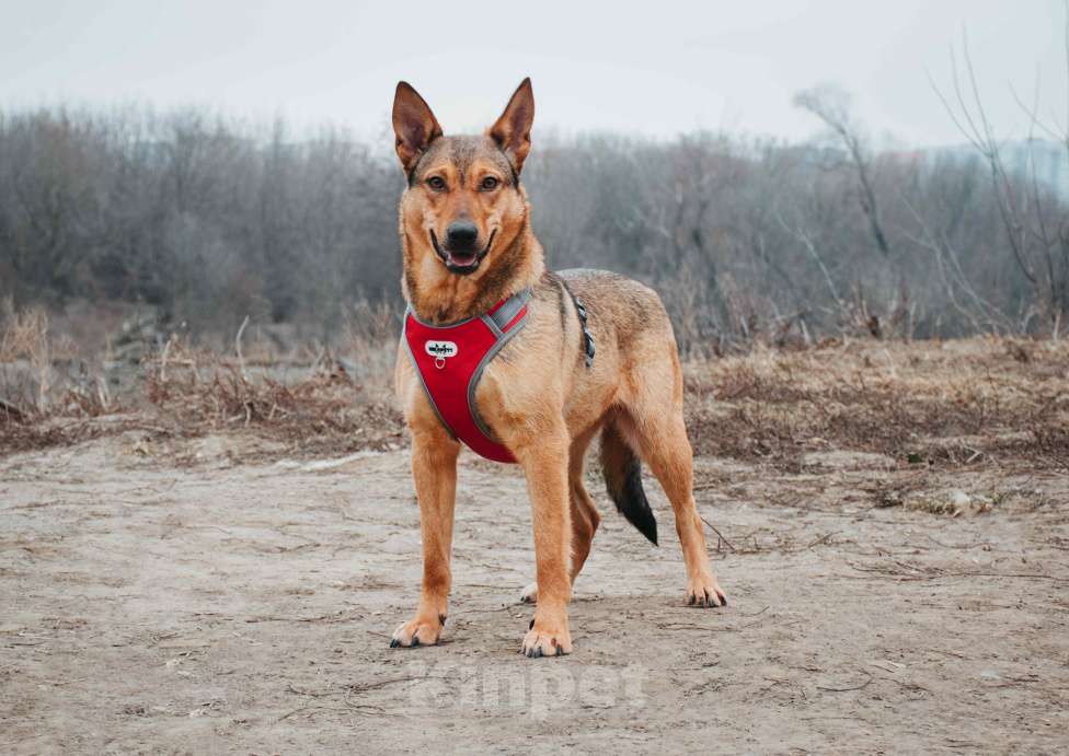 Собаки в Москве: Яшма - небольшая молодая контактная собачка из приюта в добрые руки  Девочка, Бесплатно - фото 5