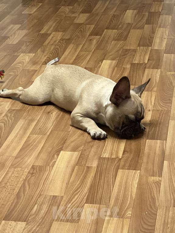 Собаки в Новосибирске: Продам щенка французского бульдога. Мальчик, 23 000 руб. - фото 5