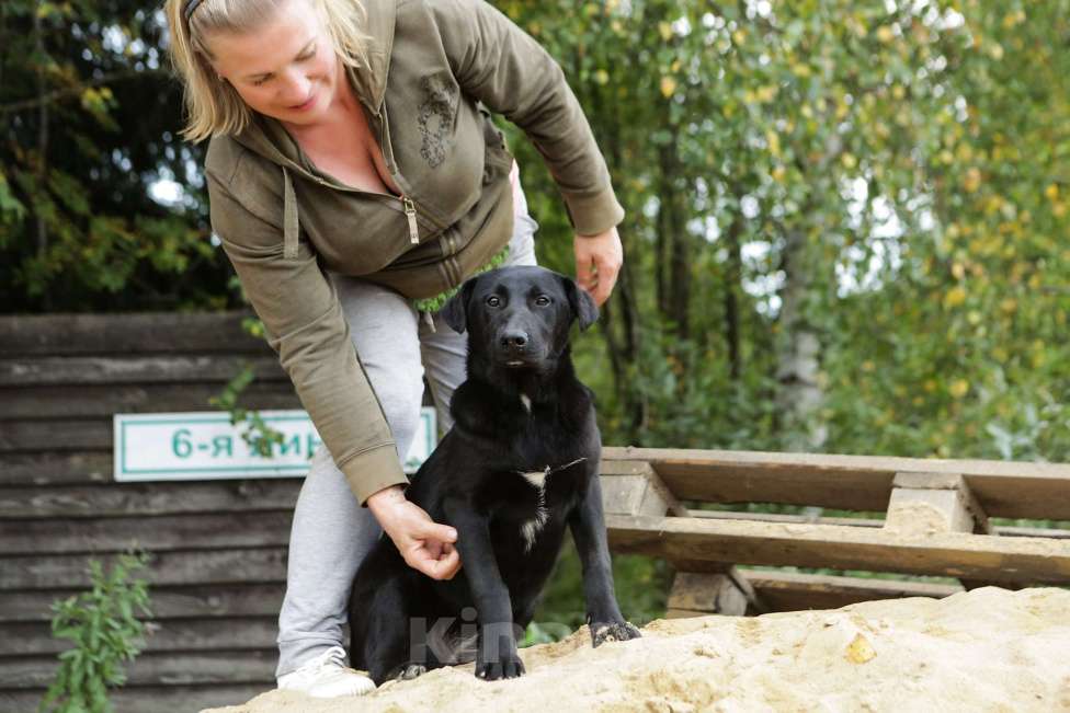 Собаки в Санкт-Петербурге: Отдам щенка бесплатно. Девочка, Бесплатно - фото 7