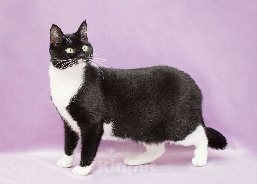 Кошки в Москве: Версаче ищет дом  Девочка, Бесплатно - фото 2