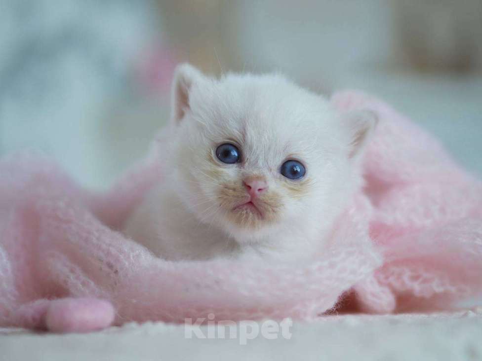 Кошки в Москве: Британский мальчик Фан-Фан Мальчик, 100 000 руб. - фото 4