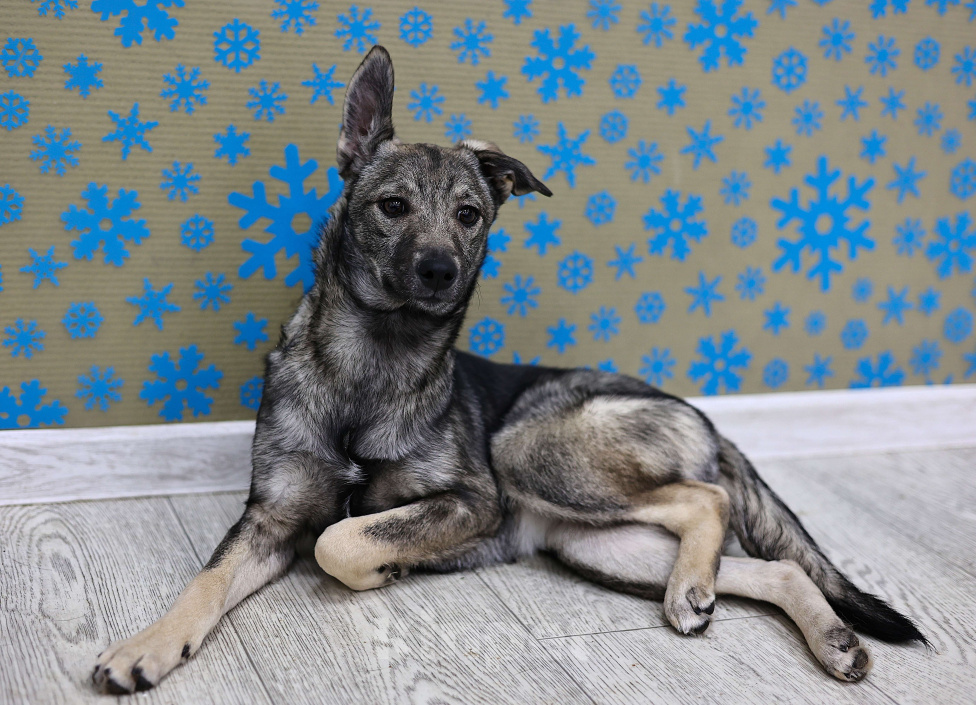 Собаки в Москве: Щенки бесплатно в Москве Девочка, Бесплатно - фото 8