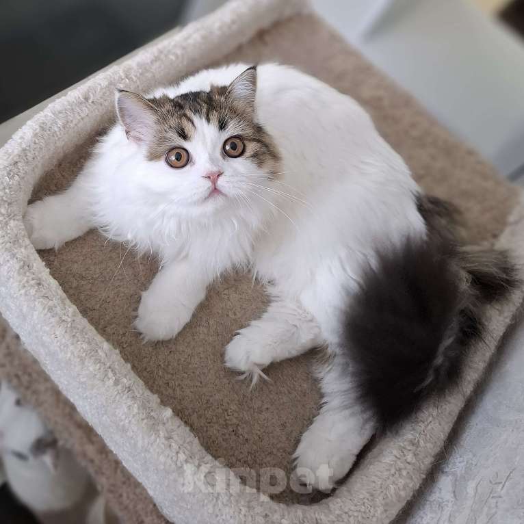 Кошки в Ярославле: Шотландская длинношерстная девочка Девочка, 25 000 руб. - фото 9