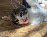 Кошки в Москве: Котенок Лунь Мальчик, Бесплатно - фото 7