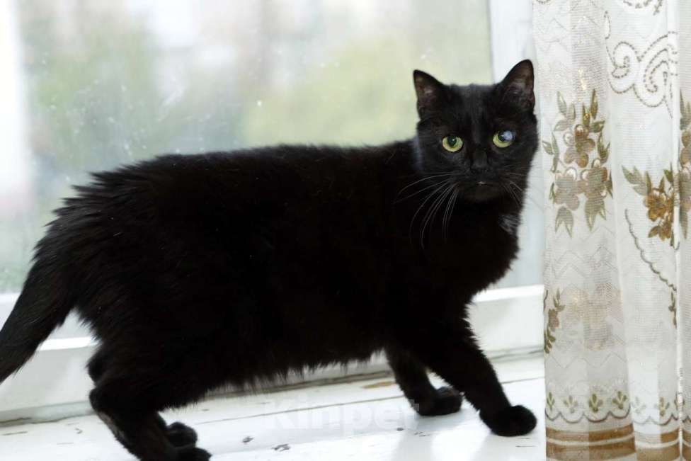 Кошки в Санкт-Петербурге: Кошечка Кристи ищет дом  Девочка, Бесплатно - фото 1