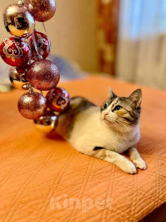 Кошки в Москве: ласковая кошка Шурочка ищет дом Девочка, Бесплатно - фото 2